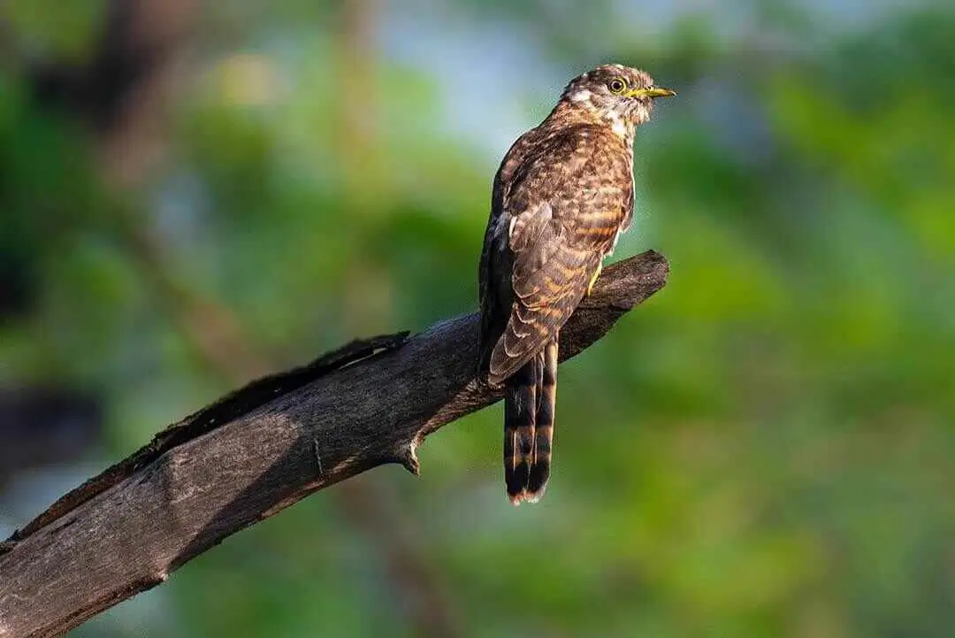 Lesser Cuckoo